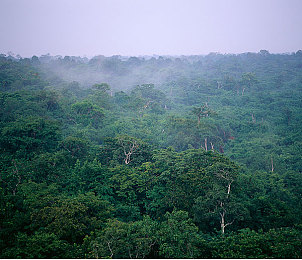 亚马逊雨林图片