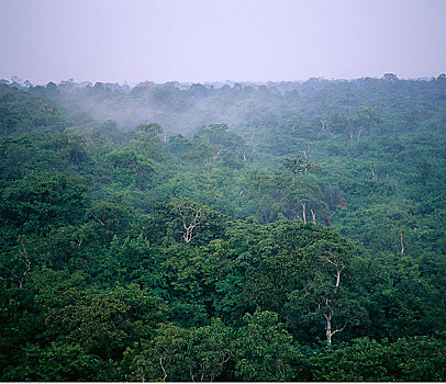 俯视,树林,亚马逊河,巴西