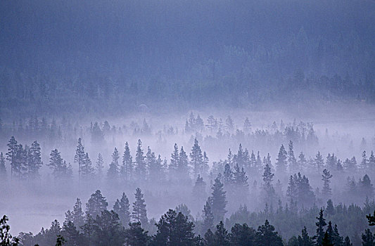 雾,遮盖,树梢