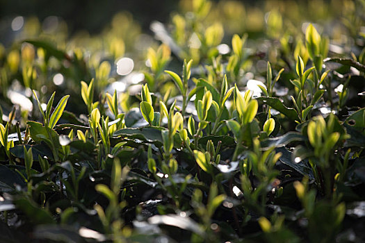 杭州西湖龙井春茶芽逆光