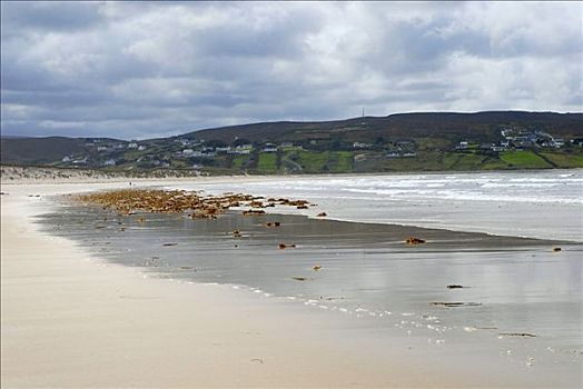 海藻,海岸,多纳格,爱尔兰