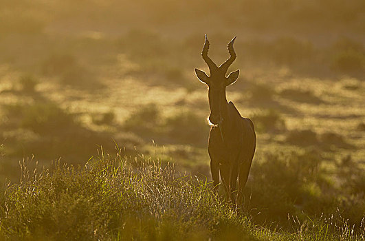 红色,早晨,亮光,卡拉哈里沙漠,卡拉哈迪大羚羊国家公园,南非,非洲