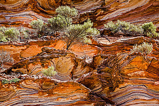 树,条纹,崖面,环,卡巴里国家公园,西澳大利亚州,澳大利亚