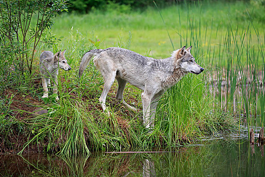灰狼,狼,成年,小动物,水,松树,明尼苏达,美国,北美