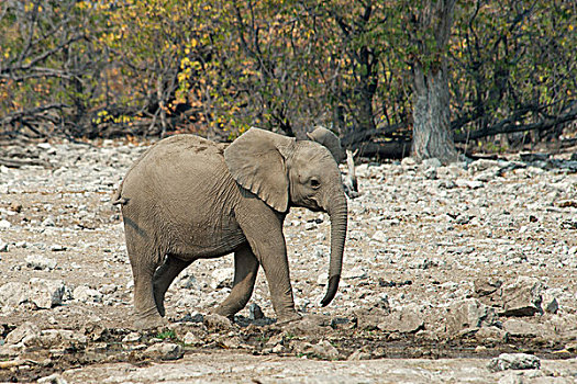 非洲象,幼兽,埃托沙国家公园,纳米比亚,非洲