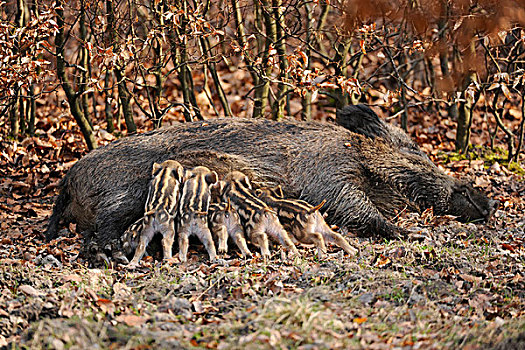 野猪,母猪,吸吮,小猪,围挡,北莱茵-威斯特伐利亚,德国,欧洲