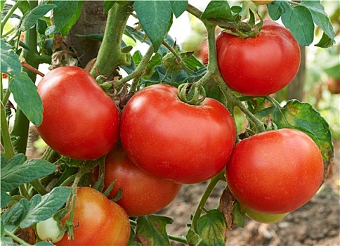 成熟,红色,西红柿