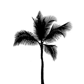 黑色,剪影,一个,椰树,隔绝,白色背景,背景