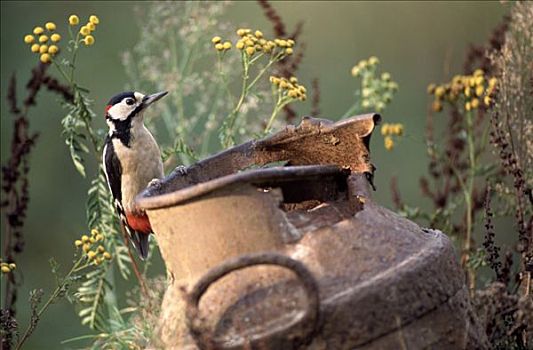 大斑啄木鸟,老,牛奶罐,欧洲