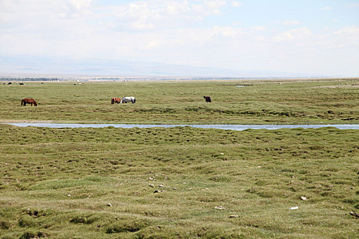 新疆巴里坤,草原上的骏马