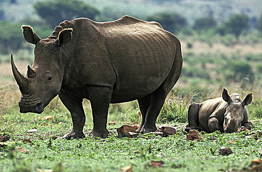 白犀牛,幼兽,睡觉,南非