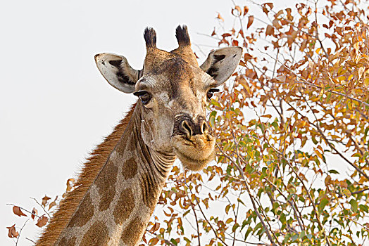 长颈鹿,头像,埃托沙国家公园,纳米比亚,非洲