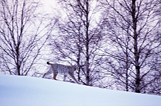 猞猁,雪,仰视