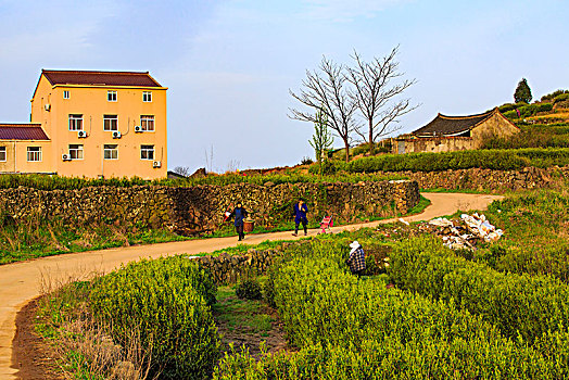 茶园,道路