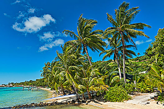 海滩,茂密植被,波拉波拉岛,法属玻利尼西亚,大洋洲