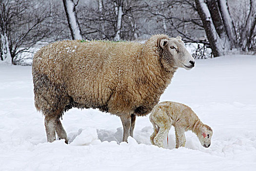 生活,绵羊,母羊,诞生,羊羔,雪,冬天