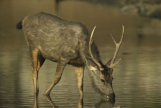 水鹿,喝,伦滕波尔国家公园,拉贾斯坦邦,印度