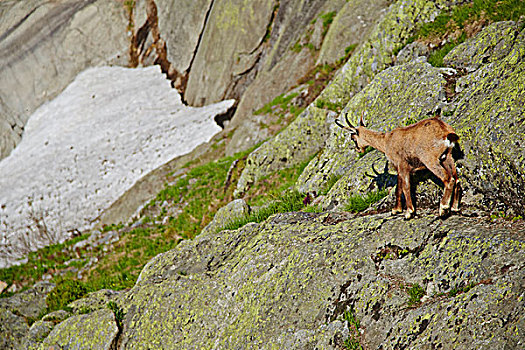 岩羚羊,石头,石台,伯恩高地,瑞士