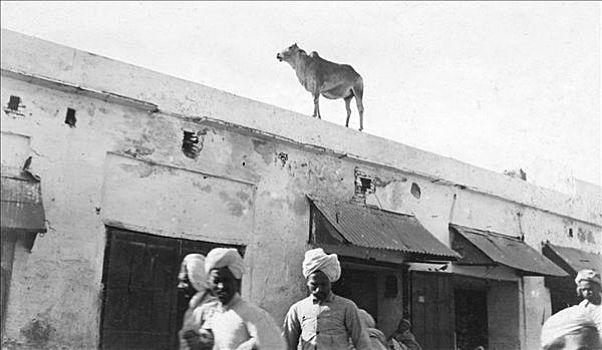 母牛,屋顶,建筑,印度