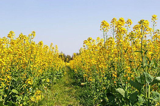 油菜花海,菜花