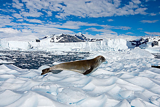 食蝦海豹,休息,冰川冰,西部,南极半岛,南极,南大洋