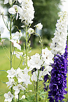 精彩,白色,紫花,夏天,花园