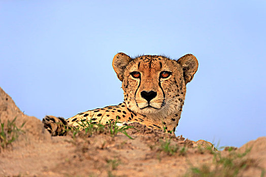 印度豹,猎豹,成年,警惕,看,后面,山,沙子,禁猎区,克鲁格国家公园,南非,非洲