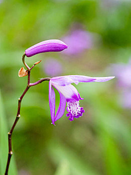植物白及,紫兰,苞舌兰