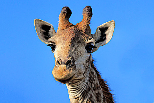 长颈鹿,成年,警惕,头像,国家公园,纳塔耳,南非,非洲