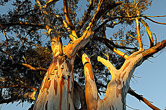 红河,桉树,弗林德斯山国家公园,澳洲南部,澳大利亚