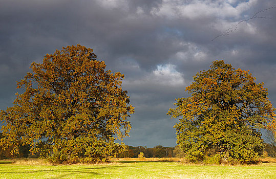 草地,孤单,橡树,乌云,秋天,中间,生物保护区,德绍,萨克森安哈尔特,德国,欧洲
