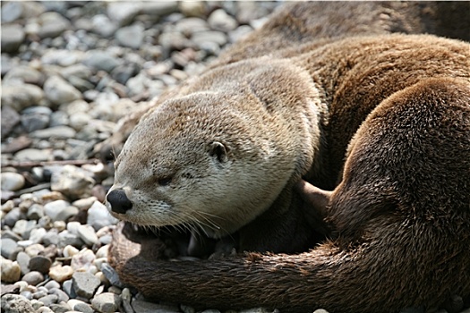 水獭