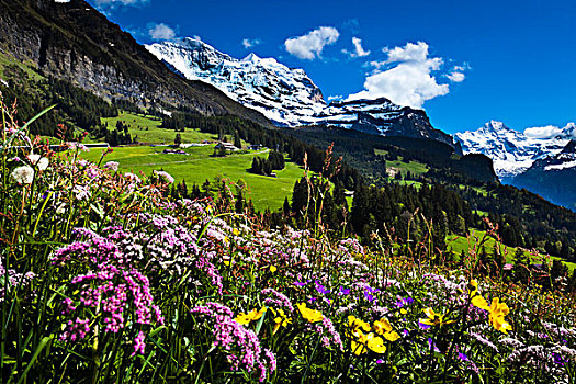 野花,少女峰,伯爾尼阿爾卑斯山,瑞士