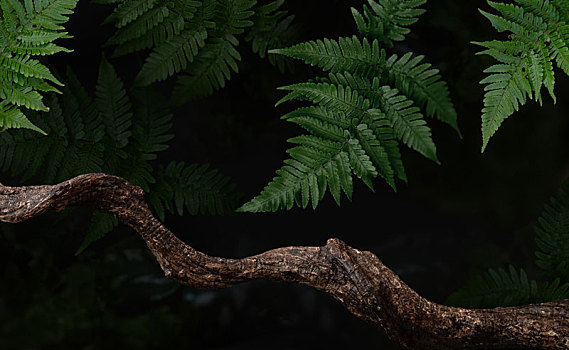 蕨类植物绿色空间背景