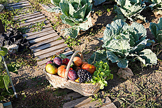 人,拿着,篮子,蔬菜,水果,菜园