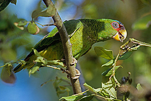 鹦鹉,哥斯达黎加