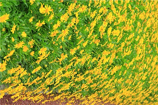 秋天盛开的黄色菊花