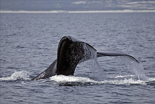 南露脊鲸,南非