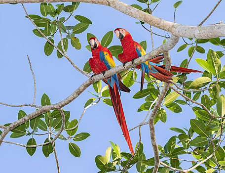 深红色,金刚鹦鹉,绯红金刚鹦鹉,一对,树枝,蓬塔雷纳斯,哥斯达黎加,中美洲