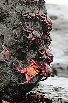 加拉帕戈斯,圣克鲁斯岛,细纹方蟹,寻找,藻类,就餐