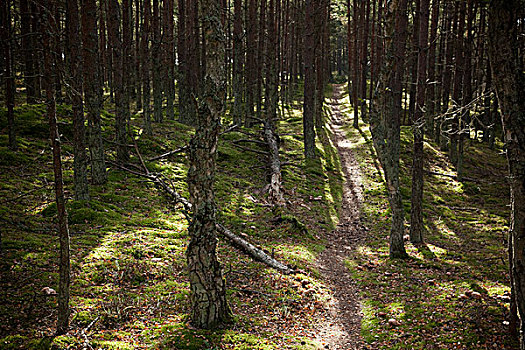 斯堪的纳维亚,树林