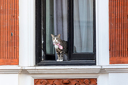 猫,看,室外,窗户,厄瓜多尔,大使馆,肯辛顿,伦敦,英国,欧洲