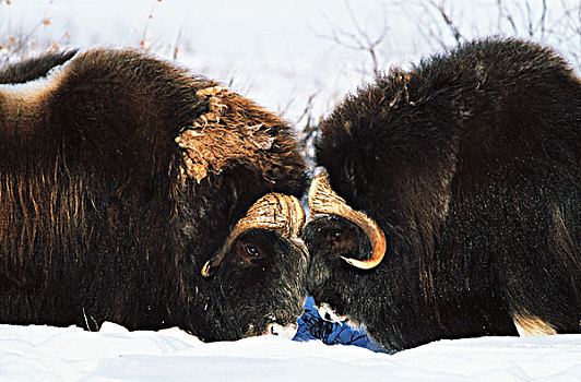 美国,阿拉斯加,北方,斜坡,北极国家野生动物保护区,麝牛,公牛,争斗,雪中,大幅,尺寸