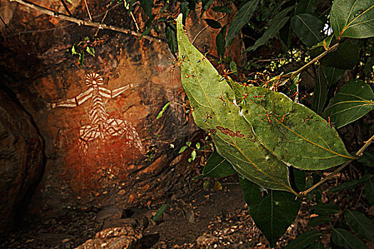 绿色,树,蚂蚁,群,岩石艺术,背景,卡卡杜国家公园,北领地州,澳大利亚