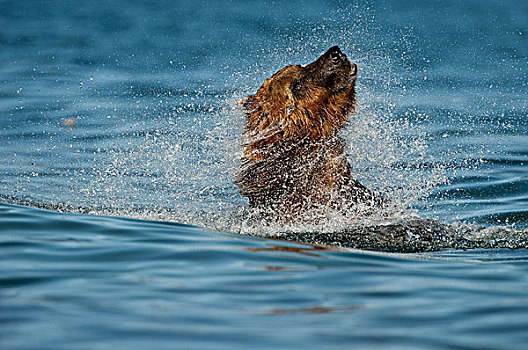 棕熊,抖动,水,堪察加半岛,俄罗斯