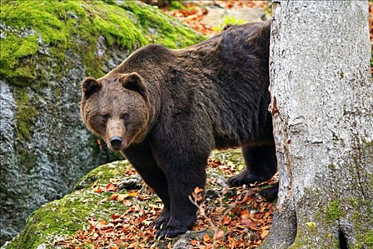 棕熊,熊,户外,围挡,巴伐利亚森林国家公园,德国