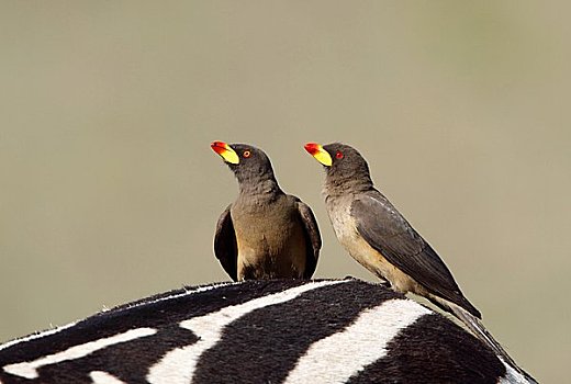 两个,牛椋鸟,红嘴牛椋鸟,斑马,肯尼亚