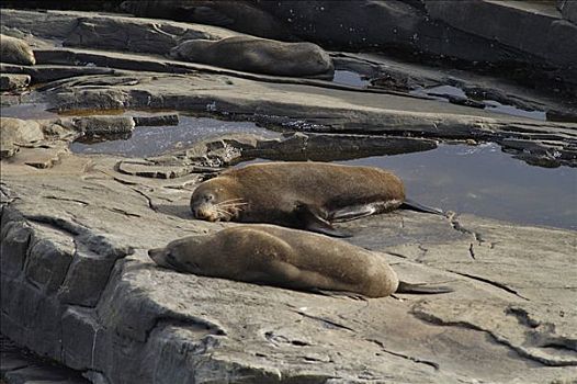 新西兰,毛皮,海豹,躺着,石头,拱形,袋鼠,岛屿,澳大利亚