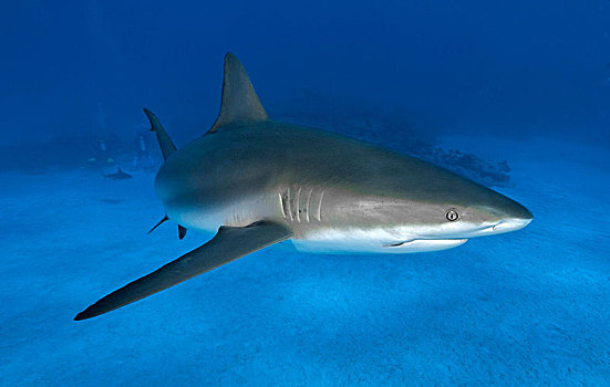 加勒比礁鲨,深海,大巴哈马岛,巴哈马,中美洲