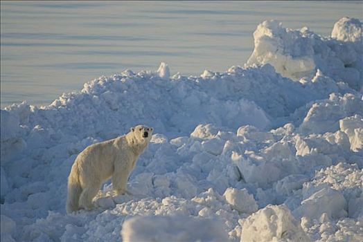 北极熊,浮冰,上方,楚科奇海,觅食,靠近,手推车,北极,阿拉斯加